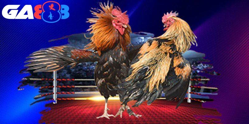 GA888 - Trang web cá cược đá gà mới nổi